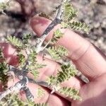 Commiphora monstruosa Hoja