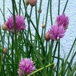 Allium schoenoprasum Hàbitat