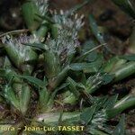 Crypsis schoenoides Flor