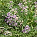 Phlomis herba-venti Habitat