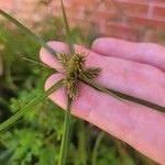 Cyperus aggregatus List