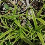 Scleria sieberi Leaf