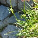Mutellina adonidifolia 形態
