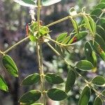 Cassia abbreviata Bark