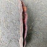 Anadenanthera colubrina ഫലം