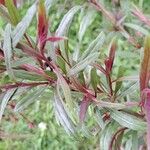 Gaura lindheimeri Blatt