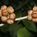 Itzaea sericea Fruto