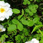 Rosa arvensis 叶