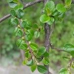 Cotoneaster integrifolius Blad