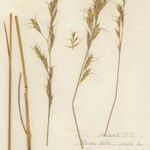 Helictochloa pratensis Vekstform