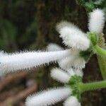 Psychotria schumanniana Plod