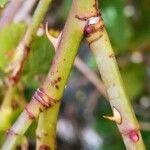 Rosa canina Azala