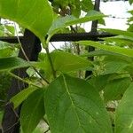 Syringa josikaea Leaf