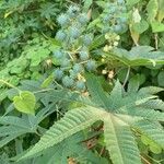 Ricinus communisOvoce