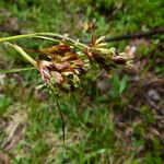 Luzula pediformis Flower