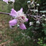 Rubus ulmifoliusBlomma