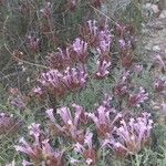 Thymus longiflorus Flower