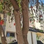 Callistemon viminalis Bark