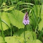 Dactylorhiza fuchsii Fula