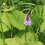 Dactylorhiza fuchsii 花