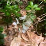 Indigofera decora Flor