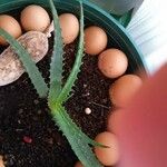 Aloe humilisLeaf