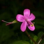 Geranium reuteri Flower