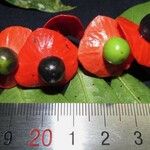 Heisteria povedae Fruto