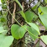 Aristolochia macrophylla 葉