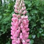 Lupinus × regalis Λουλούδι