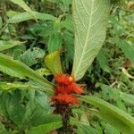 Columnea purpurata Цвят