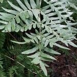 Osmunda regalis Blad