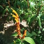 Sanchezia nobilis Flor
