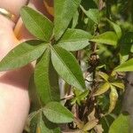Ipomoea cairica ഇല