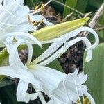 Hymenocallis liriosme Floare