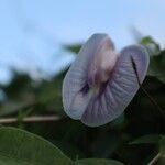 Centrosema pubescens Flors