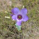 Eustoma exaltatum Плод