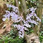 Ionopsis utricularioides ᱵᱟᱦᱟ