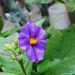 Lycianthes rantonnetii Fula