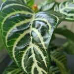 Aphelandra squarrosa 葉