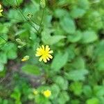 Crepis pulchraLorea