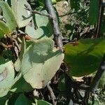 Cissus rotundifolia Blad