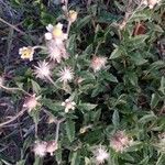 Tridax procumbens Virág