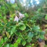 Linnaea borealis फूल