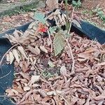 Begonia aconitifolia List
