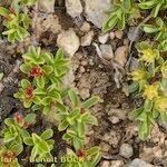 Salix serpillifolia Muu