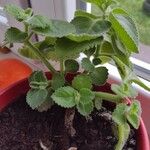 Coleus amboinicus Leaf