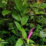 Centropogon talamancensis Hoja