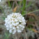 Noccaea caerulescens Blüte