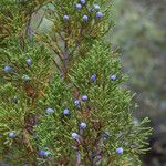 Juniperus monosperma Pokrój